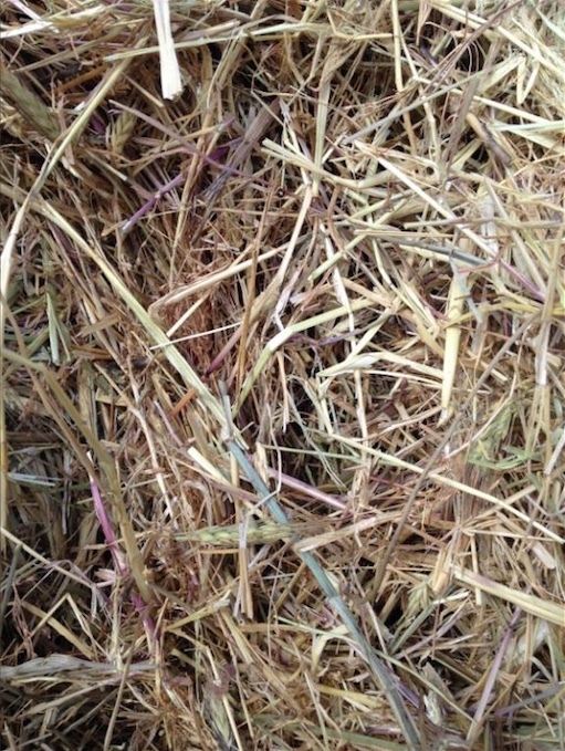 Pasture / Grass hay For Sale Hay & Fodder Pasture Hay For